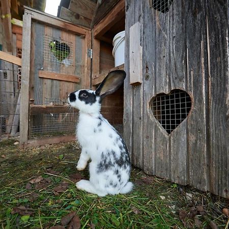 Tourist Farm Kolar Villa Ljubno Екстериор снимка