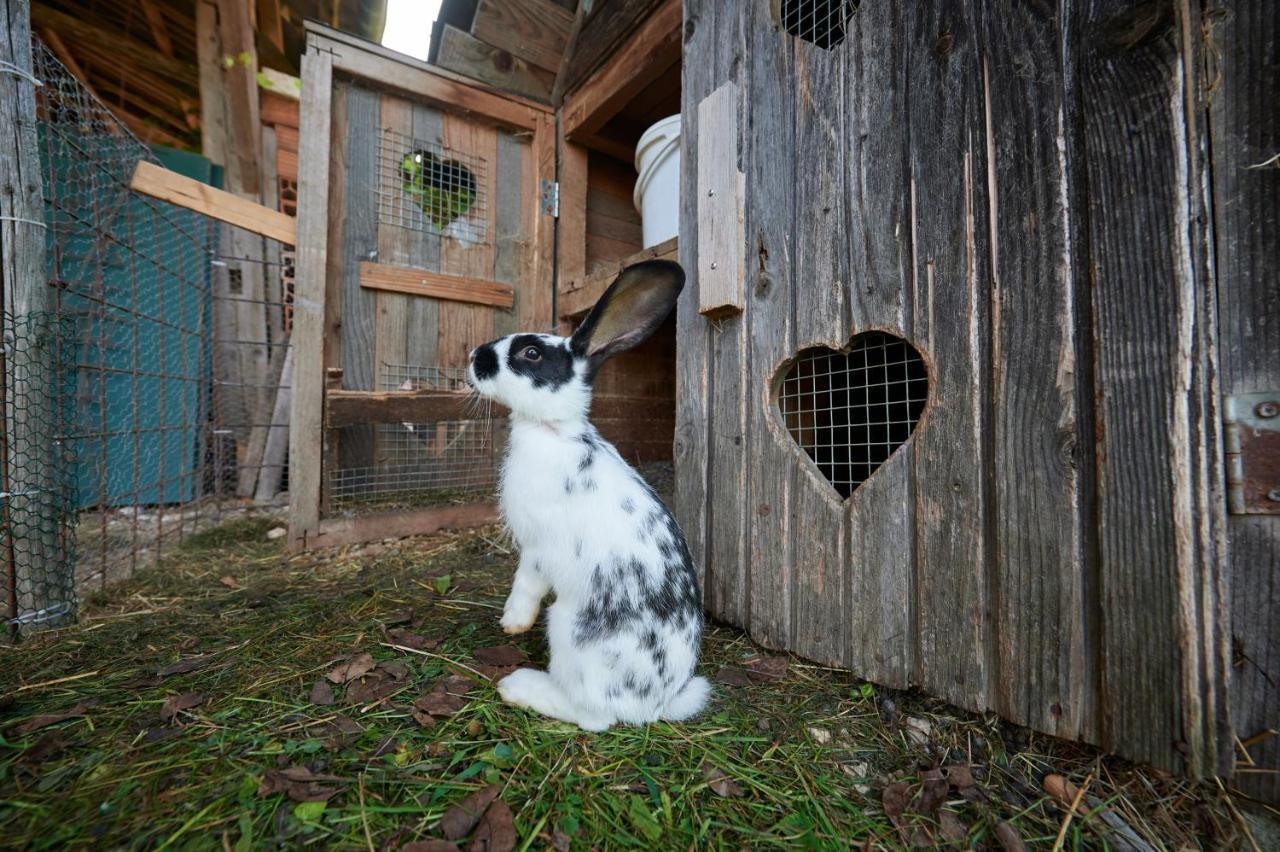 Tourist Farm Kolar Villa Ljubno Екстериор снимка